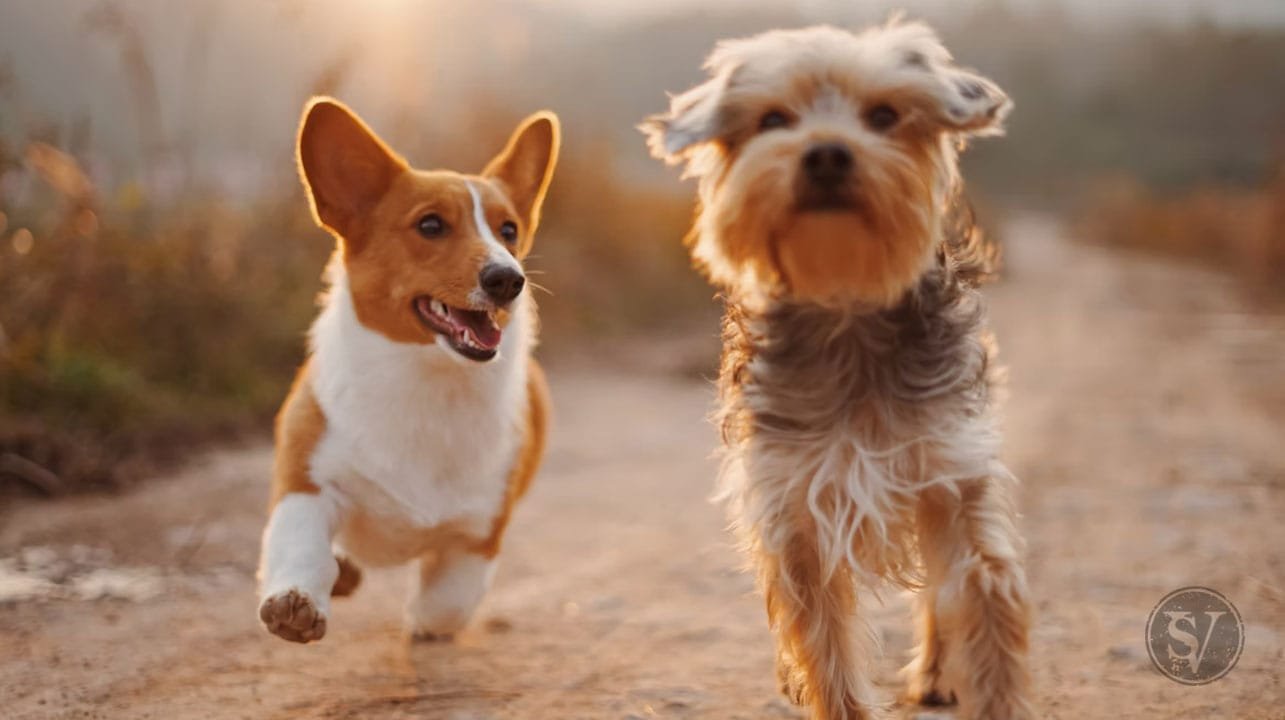 Tips For Raising A Friendly Dog