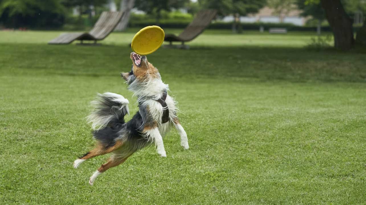 Talk To Puppies Using Dog Language
