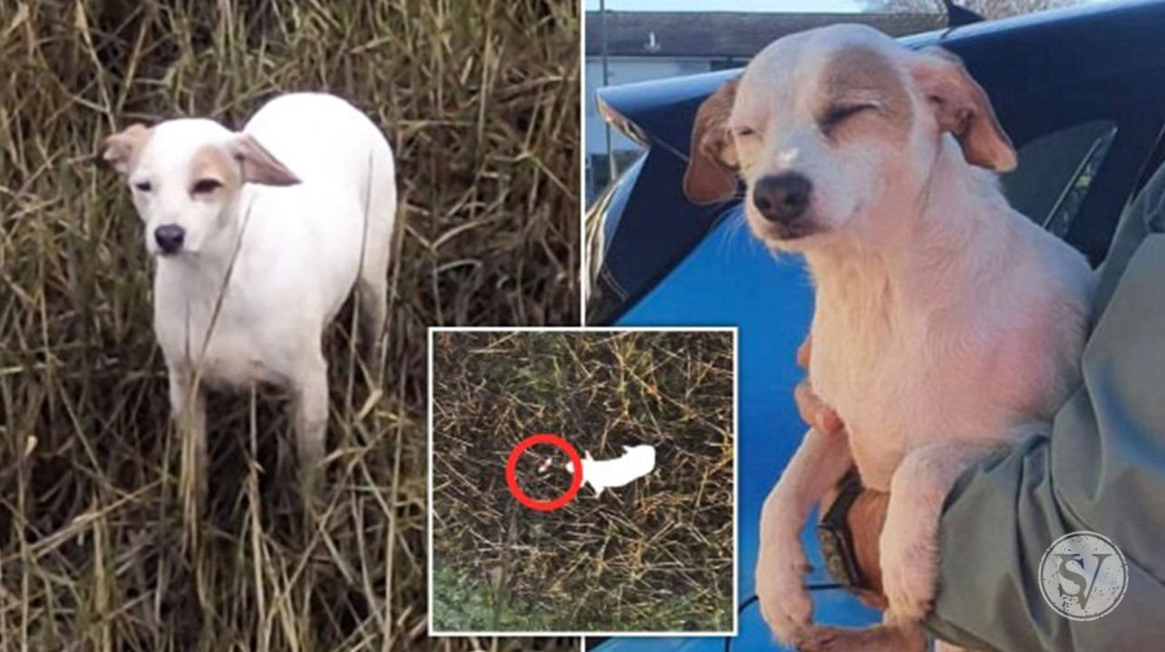 Drone rescues a dog
