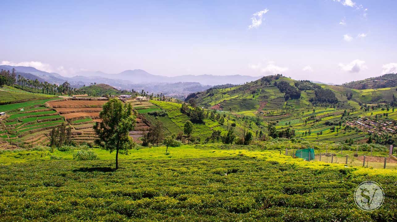 There Is A Wellington In India Too