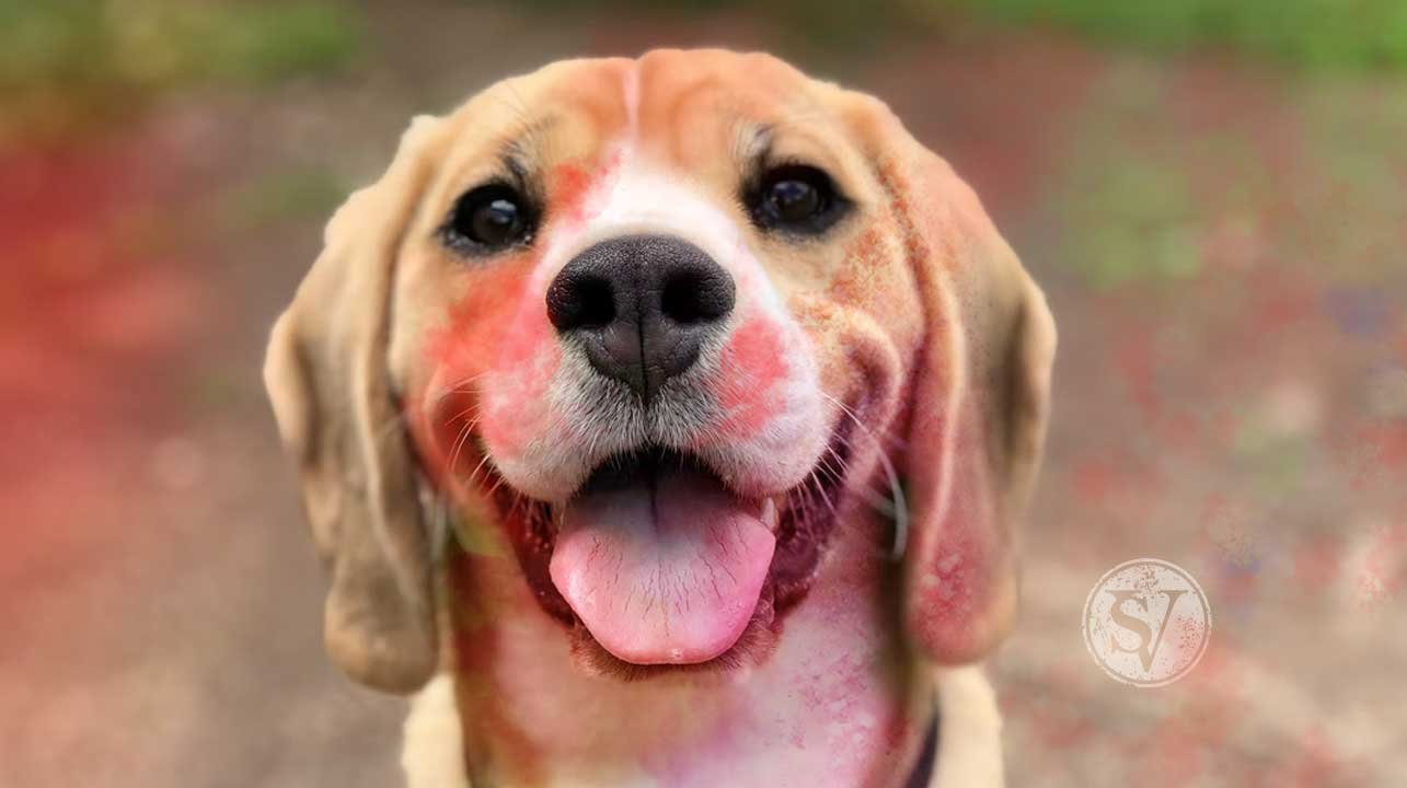 pet care tips in holi