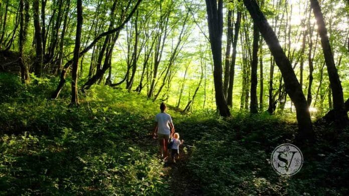 Forest Bathing- Benefits