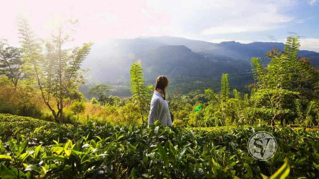 forest-bathing in isolation