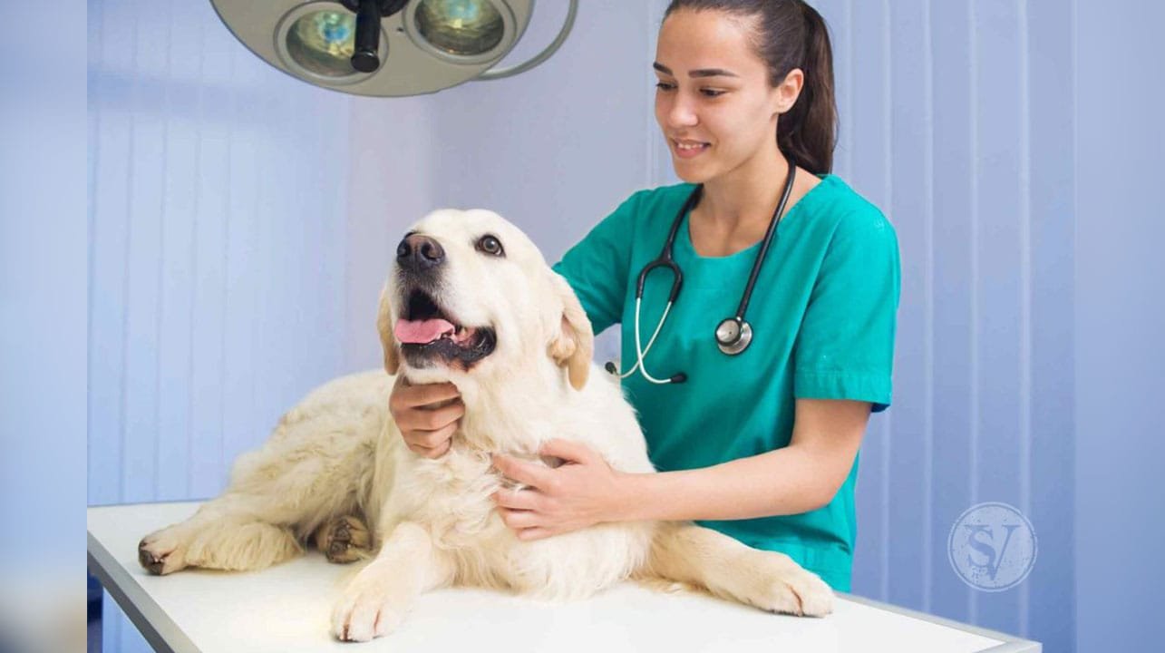 happy petcare tips
