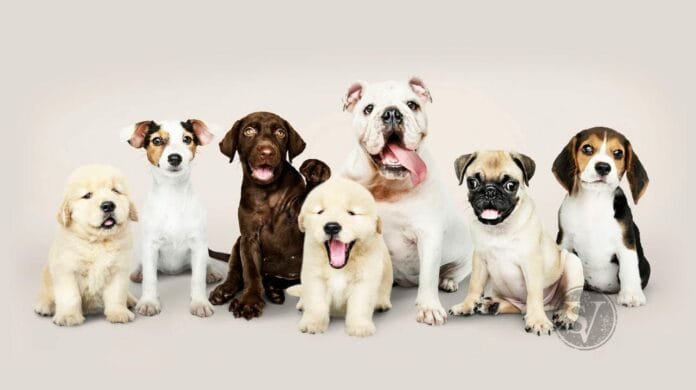 Petcare Tips for Dogowners