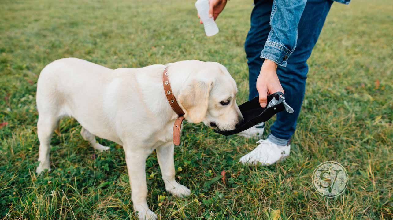 pets-drinking-water