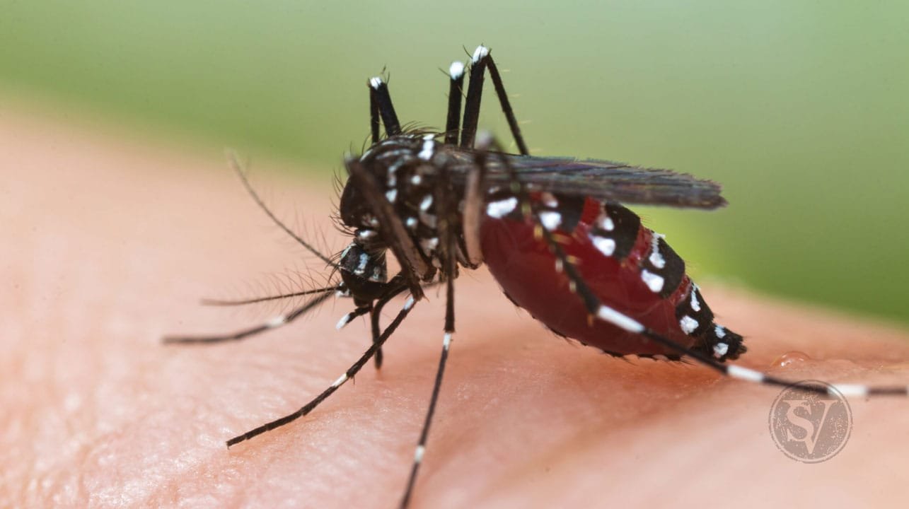 Dengue Fever Vector