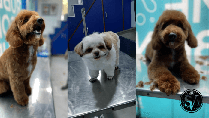 Petcare Tips in monsoon