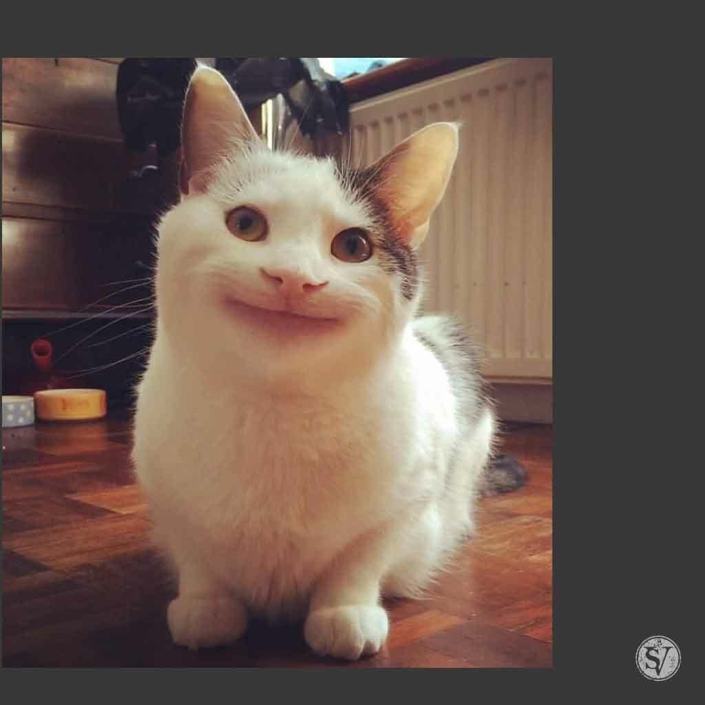 Healthy Cat