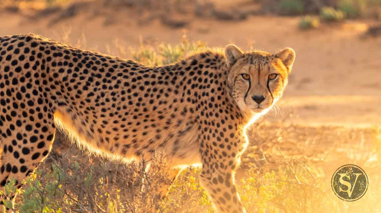 PM releases Cheetah