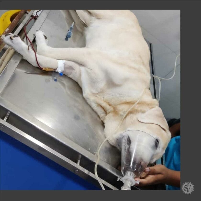 First Blood Dogs Blood Transfusion in Dogs are done under emergencies