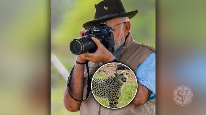 Cheetahs released in India