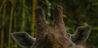 giraffe