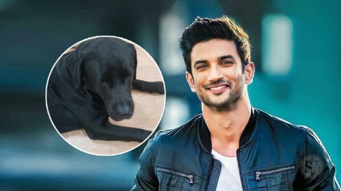 Sushant's Dog Fudge